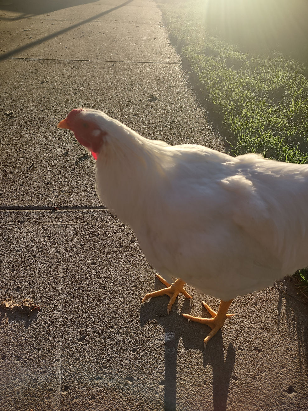 Miniature : POULE CHANTECLERC BLANCHE