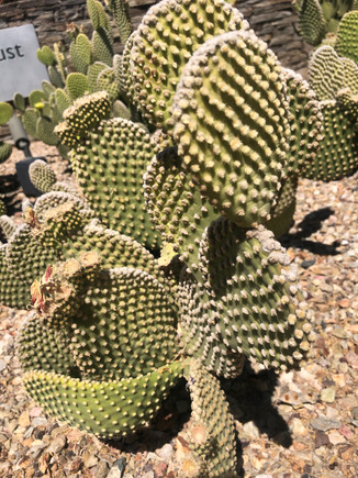 phoenix arizona desert botanical gardens cactus
