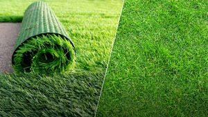 Which lawn type is best for you?