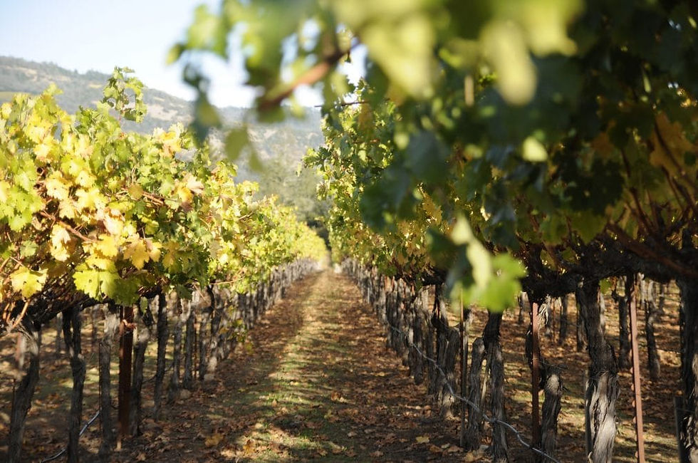 Wine tasting in Napa Valley