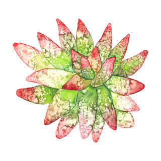 succulent painting Jelena Novakovic