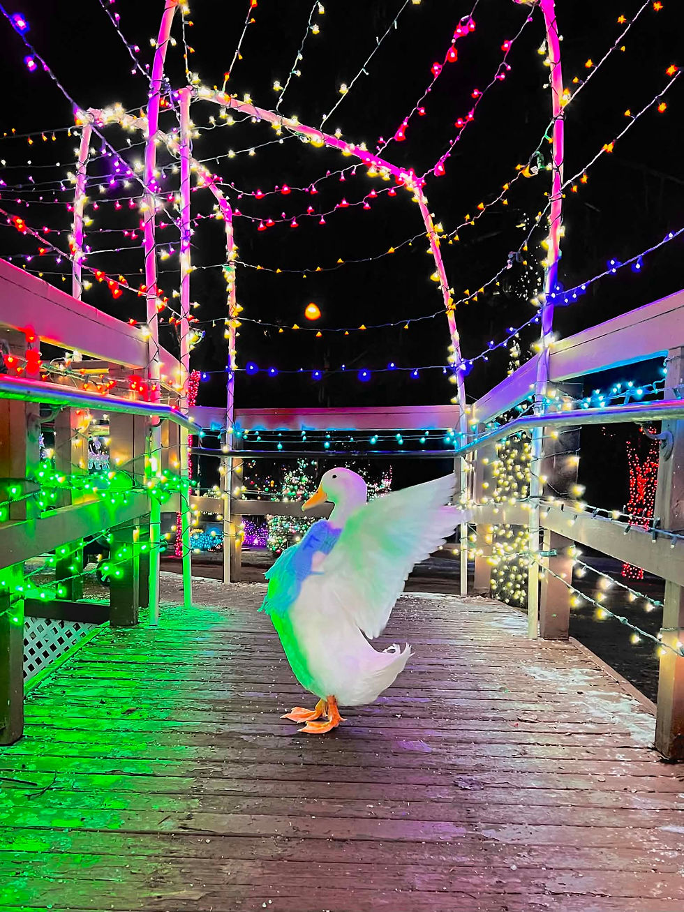 Bringing the Magic to Harrison Township: Fern the Duck's Christmas Wish Comes to Life