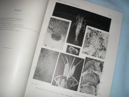 Trojan: Das Auge von Palaemon Squilla 1912