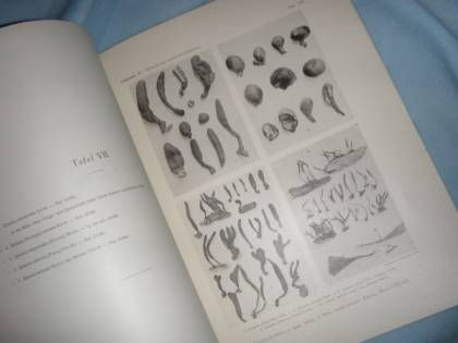 Theiszen: Xylariaceae Austro-Brasilienses. I. Xylaria 1908