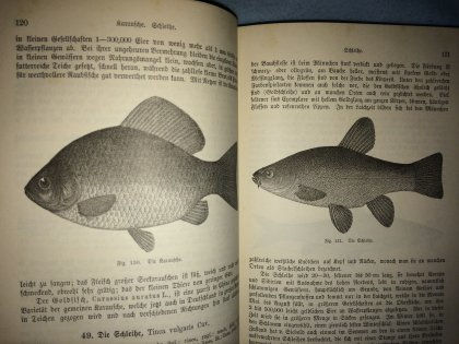 Miniaturbild: Borne: Handbuch der Fischzucht und Fischerei 1886