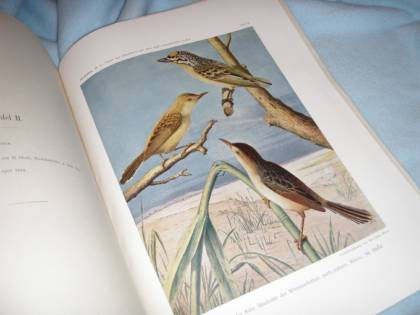 Wettstein: Expedition Sudan F. Werner gesammelte Vögel und Säugetiere 1914