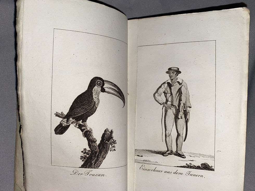 Fischer: Neuestes Gemälde von Brasilien 1819