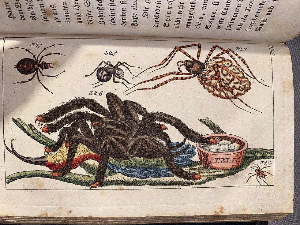 Miniaturbild: Wilhelm: Unterhaltungen aus der Naturgeschichte Insecten 3 Bände 1810