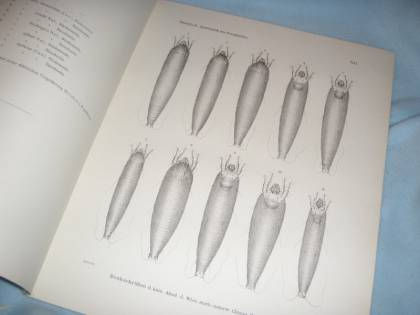 Nalepa: Systematik der Eriophyiden 1904