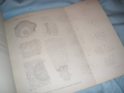 Miniaturbild: Rudolph: Psaronien & Marattiaceen. Vergleichend anatomische Untersuchungen 1905