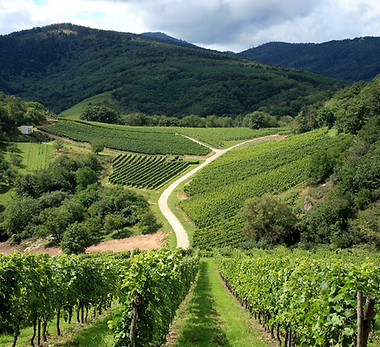 66-la-route-des-vins-de-provence-a-la-decouverte-du.jpg