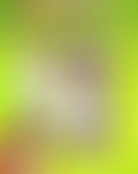 Magic Forest : Tiles puzzle : videz l’écran avant la fin du chrono !