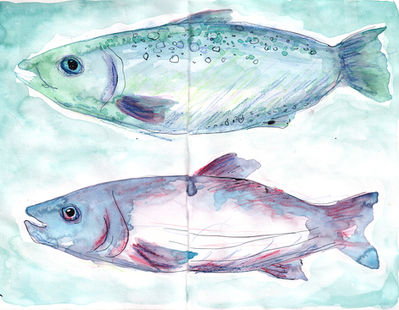 Tuna fish watercolour illustration