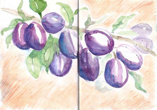 Plums fruit food illustration