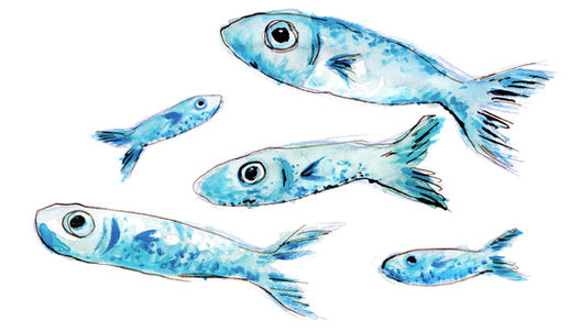 fish sardines painting illustration