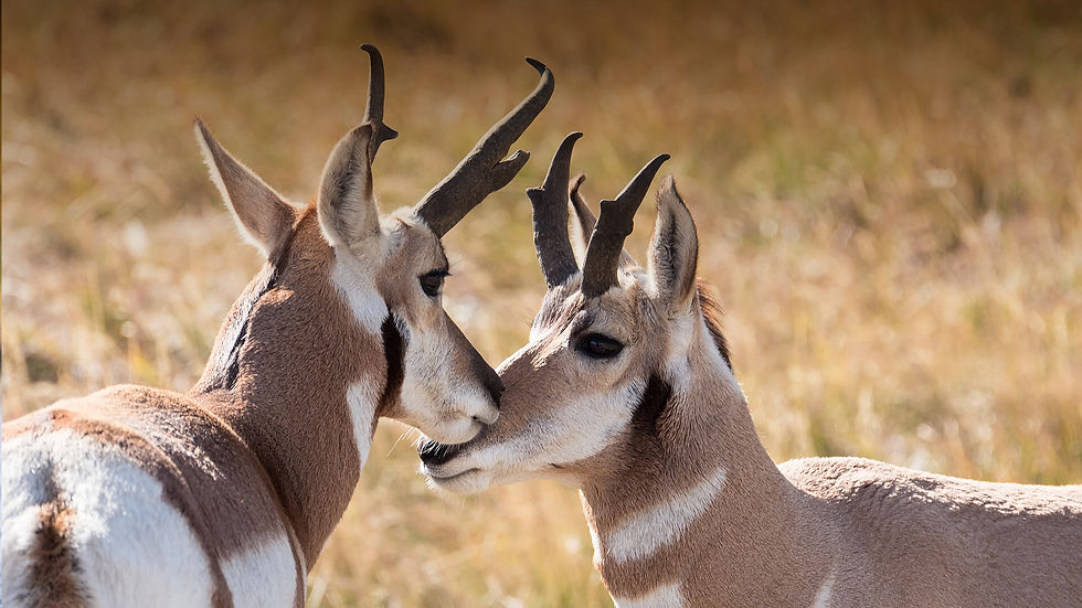 animals_hero_pronghorn (1).jpg