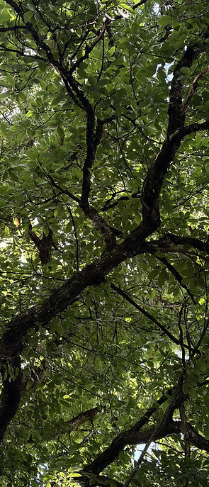 A large 150 years old chestnut tree arching its lush green canopy protectively over the Zenvibes Space.