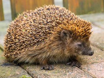 Fragilidades que acechan