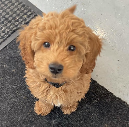 Dog 1.jpg