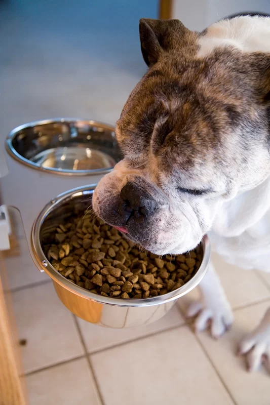 dexter the dog.webp