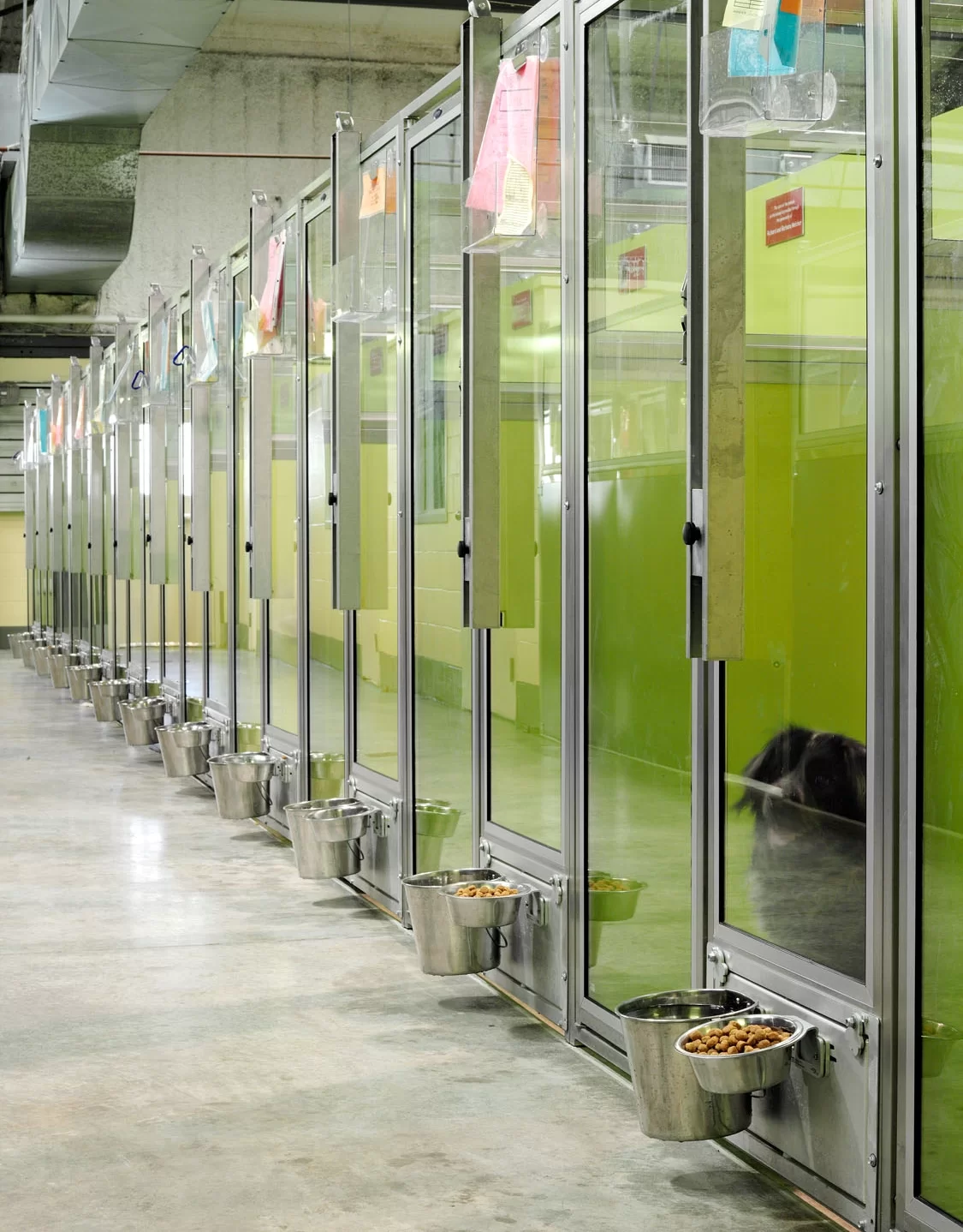 rows feeding bowls.webp