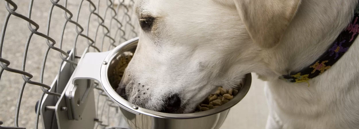 adjustable height clean comfortable bowl - ideal for pets with orthopedic conditions such as arthritis and joint conditions