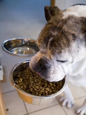 A dog feeding from our innovative elevated pet bowl