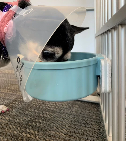 elevated pet bowl dog 2.webp