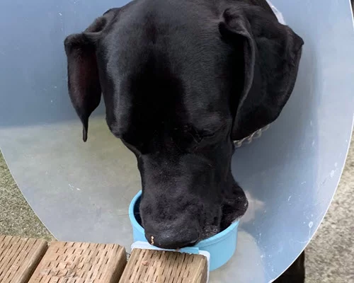 dog collar.webp