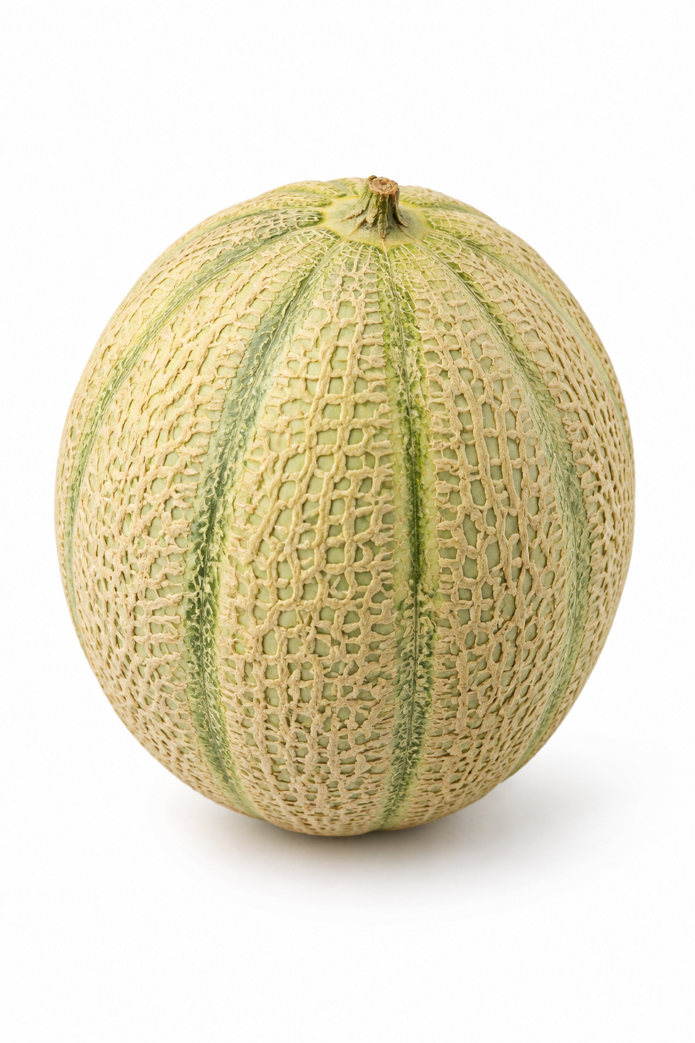Melon gros calibre