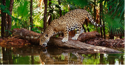selva-lacandona-5