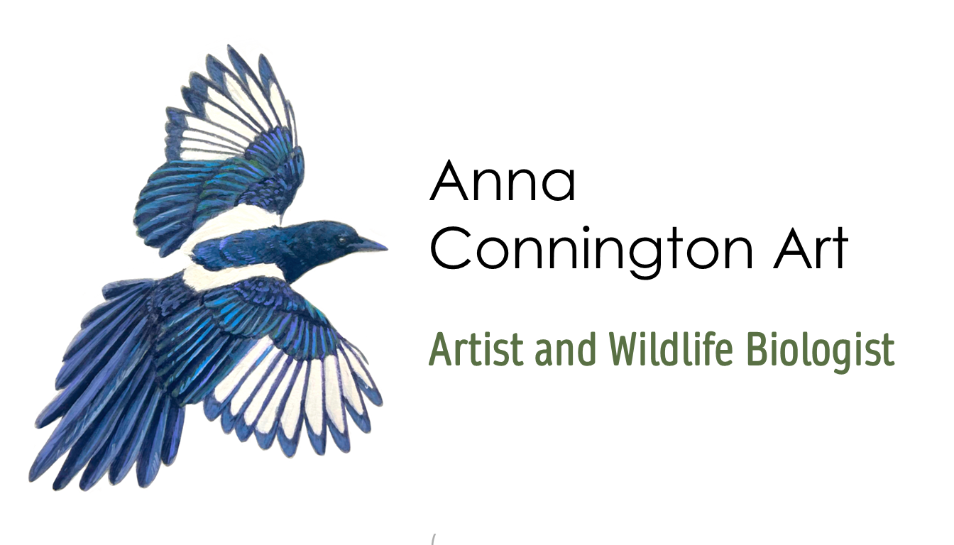 About | Connington Art