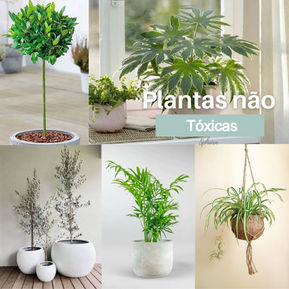 Plantas de casa que podem purificar o ar e não são toxicas para crianças e pets