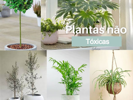Plantas de casa que podem purificar o ar e não são toxicas para crianças e pets