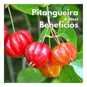 Pitanga, pitangueira, da fruta as folhas, benefícios imperdíveis do suco, chá e óleo