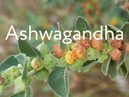 Ashwagandha para estresse, ansiedade, sono e mais benefícios