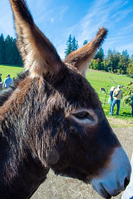 F722941D-CA04-4037-863C-6A2B1DC9F579.jpeg