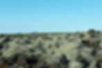 Lava Growth - near Reykjavik