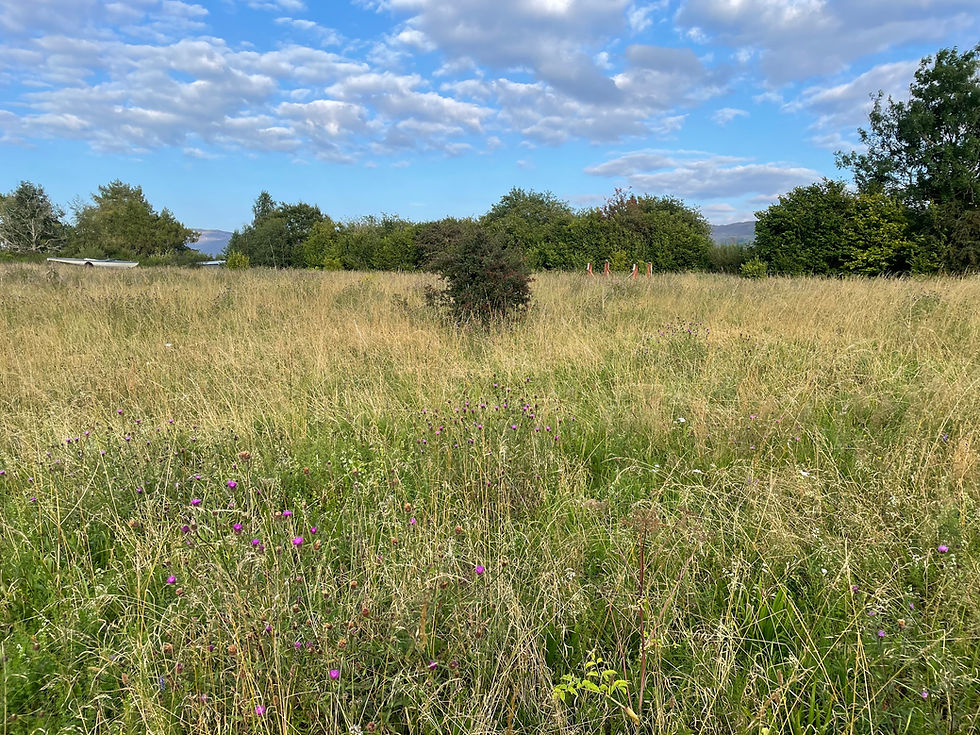 Wild flowers/ weeds