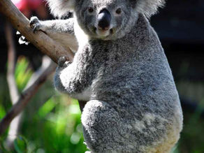G'day mate!