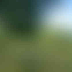 other students stayed in London and explore more of England! Look at the luscious green!