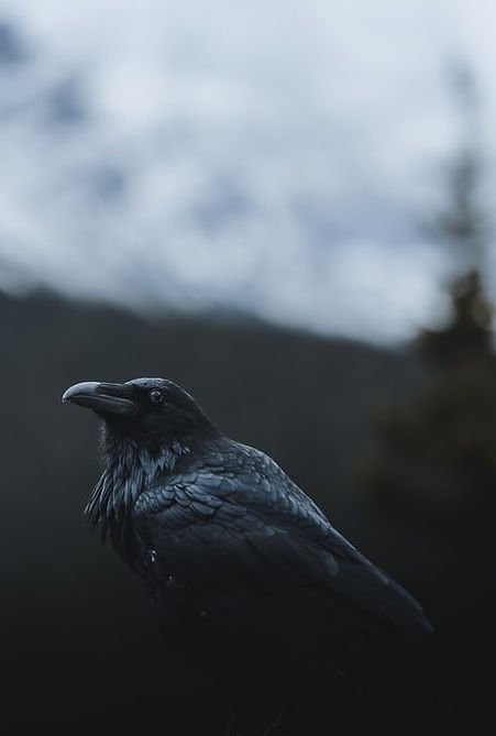 Thinking Crow-1572608562395-3acc75d73cc5