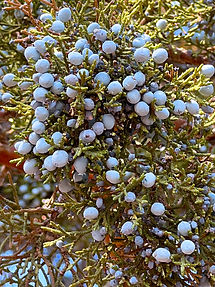 Juniper-Berries.jpg