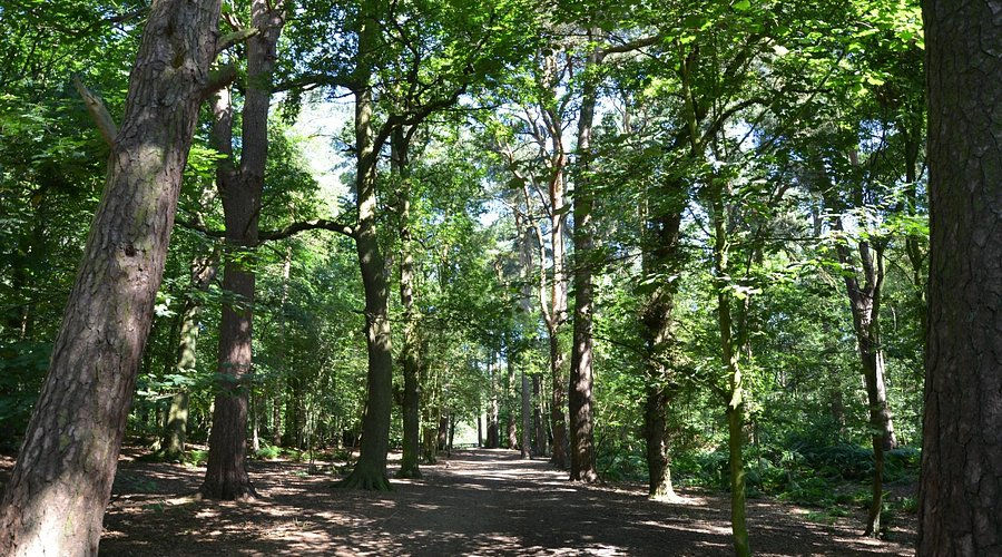 Alderley Edge Woodland Valley - Walking Trails in Cheshire