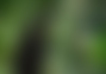 Cuando vi un mamífero y me recordó sonreír