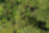 DJI_0218.JPG