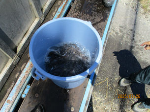 7/26 イワナ300kg放流しました