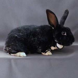 A black and white rabbit sitting on a grey background