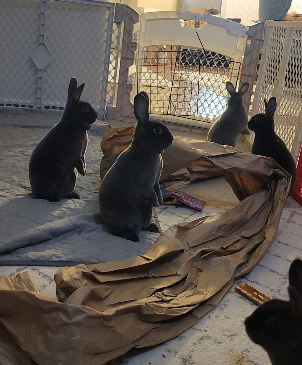Four rabbits sit upright on paper and fabric in a fenced area with soft lighting. The mood is calm and curious.