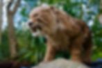 SMILODON
